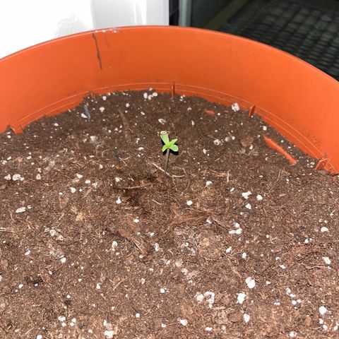 Runtz growlog timeline photo