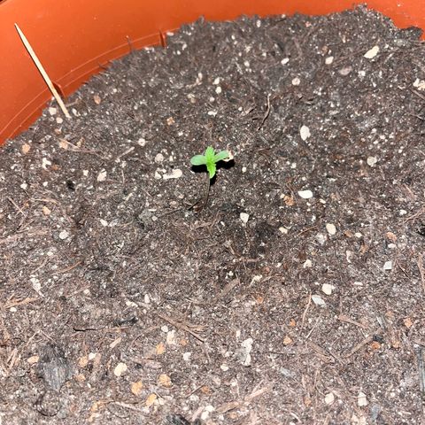 Pink Rozay growlog timeline photo