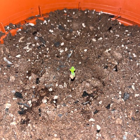 Autopilot XXL growlog timeline photo