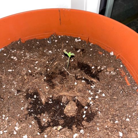 Runtz growlog timeline photo