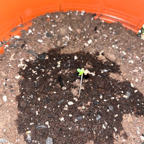 Autopilot XXL growlog timeline photo