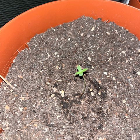 Pink Rozay growlog timeline photo