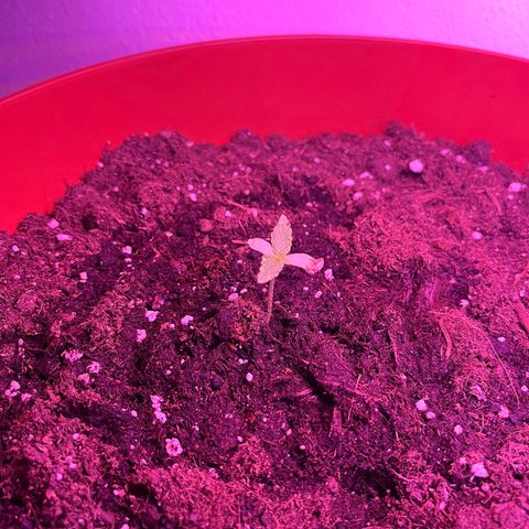 Runtz growlog timeline photo