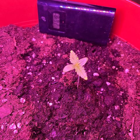 Autopilot XXL growlog timeline photo