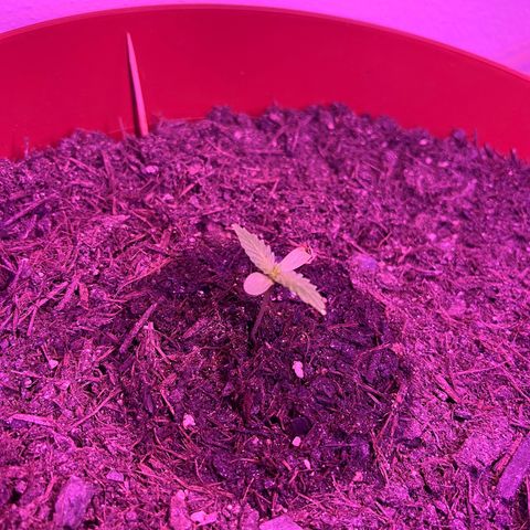 Pink Rozay growlog timeline photo