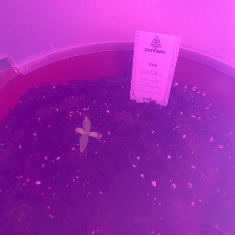 Runtz growlog timeline photo