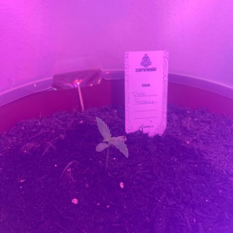 Pink Rozay growlog timeline photo
