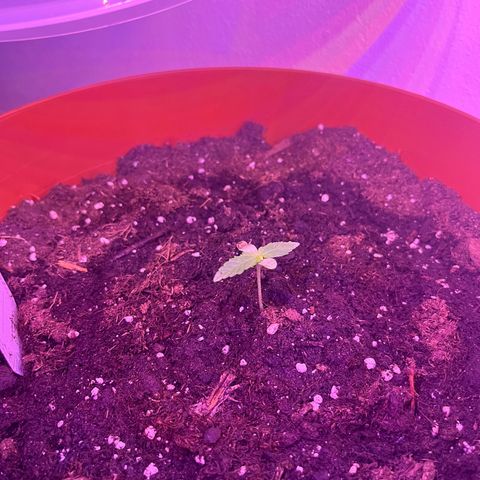 Runtz growlog timeline photo