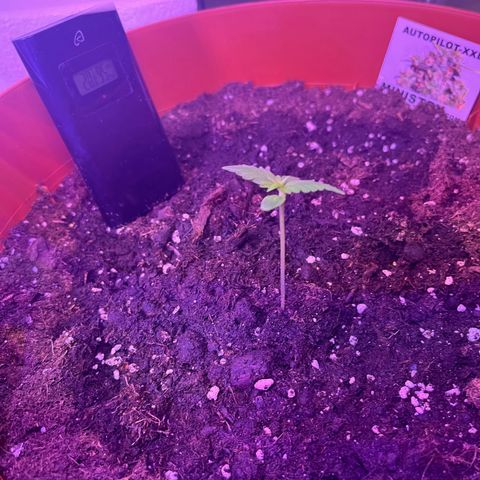 Autopilot XXL growlog timeline photo
