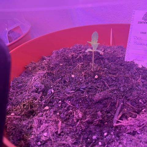 Pink Rozay growlog timeline photo
