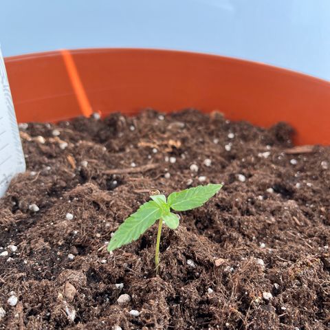 Runtz growlog timeline photo