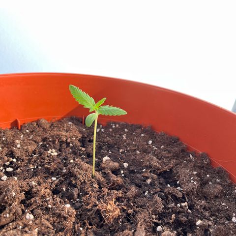 Autopilot XXL growlog timeline photo