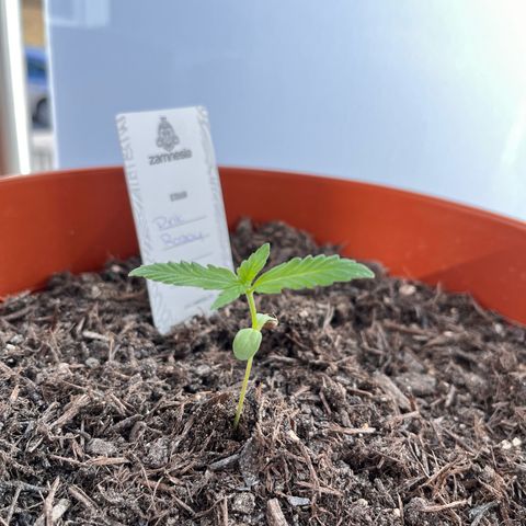 Pink Rozay growlog timeline photo
