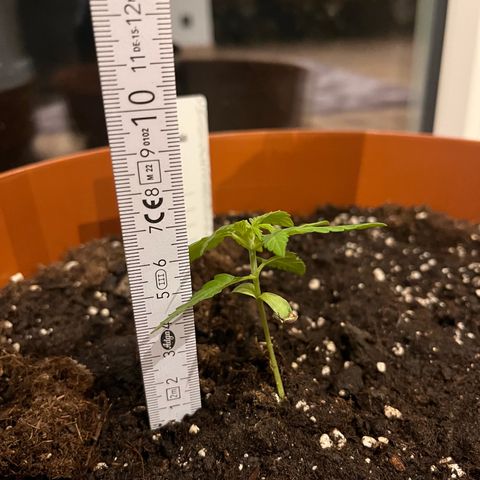 Runtz growlog timeline photo