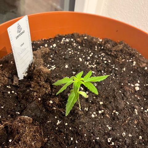 Runtz growlog timeline photo