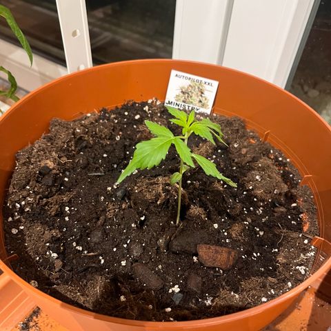 Autopilot XXL growlog timeline photo