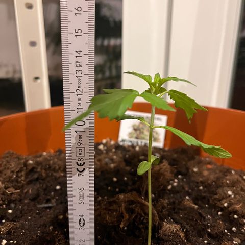 Autopilot XXL growlog timeline photo