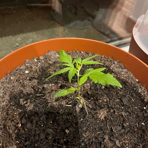 Pink Rozay growlog timeline photo