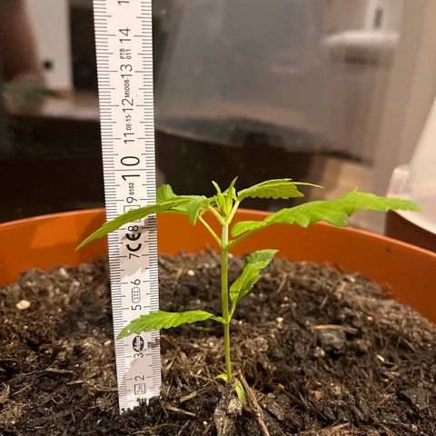 Pink Rozay growlog timeline photo
