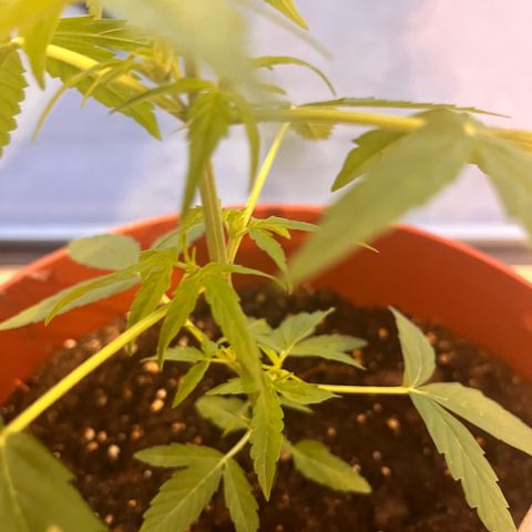 Runtz growlog timeline photo