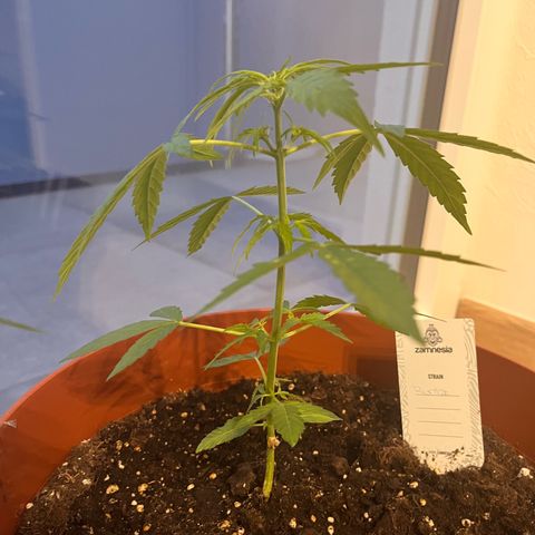 Runtz growlog timeline photo