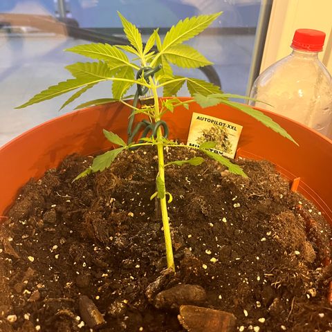Autopilot XXL growlog timeline photo