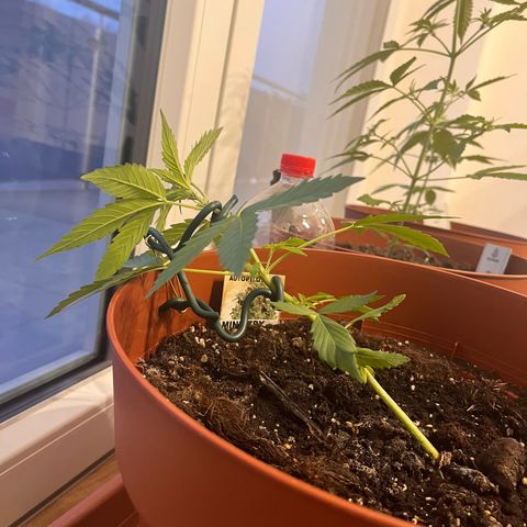Autopilot XXL growlog timeline photo