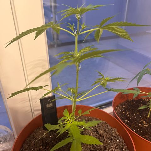 Pink Rozay growlog timeline photo