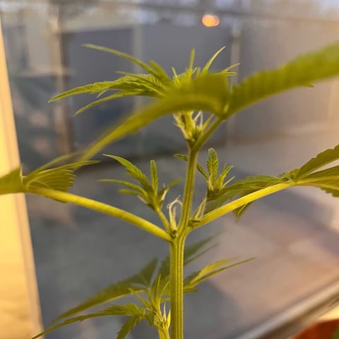 Pink Rozay growlog timeline photo