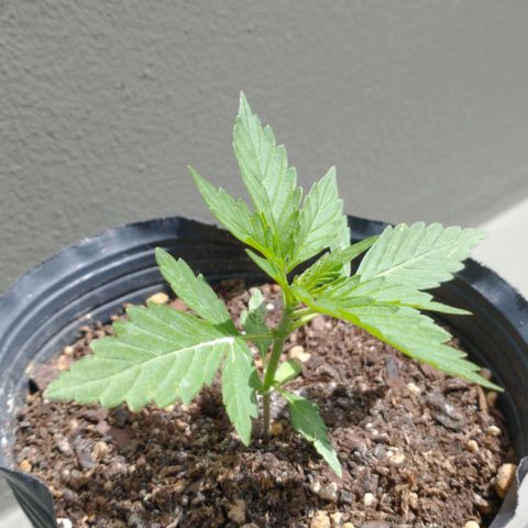 Gorilla Glue growlog timeline photo