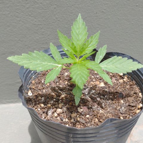 Gorilla Glue growlog timeline photo