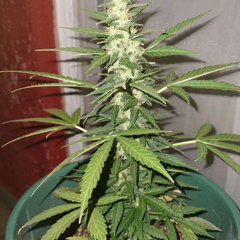 Gorilla Glue growlog timeline photo