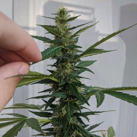 Gorilla Glue growlog timeline photo