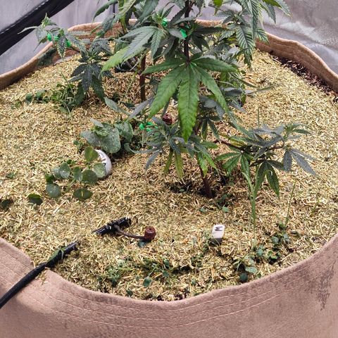 Wonkaberries  growlog photo: Mulch 1 & 2 added