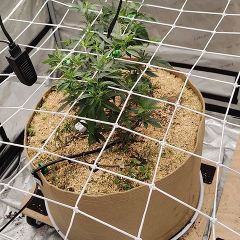 Wonkaberries  growlog timeline photo