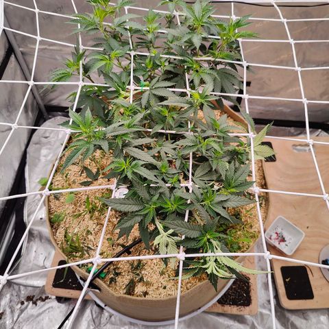 Wonkaberries  growlog timeline photo