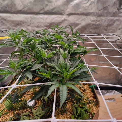 Wonkaberries  growlog photo: Defoliated, trained, pruned and fed. 