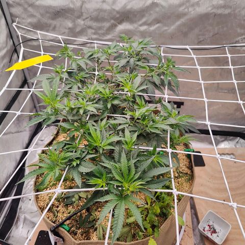 Wonkaberries  growlog photo: Defoliated, trained, pruned and fed. 