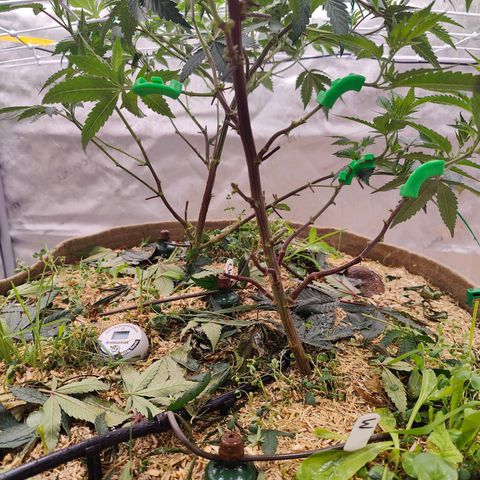 Wonkaberries  growlog photo: Defoliated, trained, pruned and fed. 