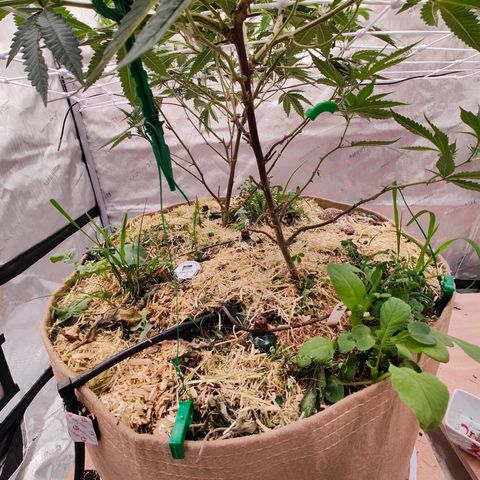 Wonkaberries  growlog photo: Worms and remulched
