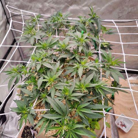 Wonkaberries  growlog timeline photo