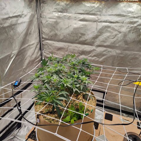 Wonkaberries  growlog timeline photo