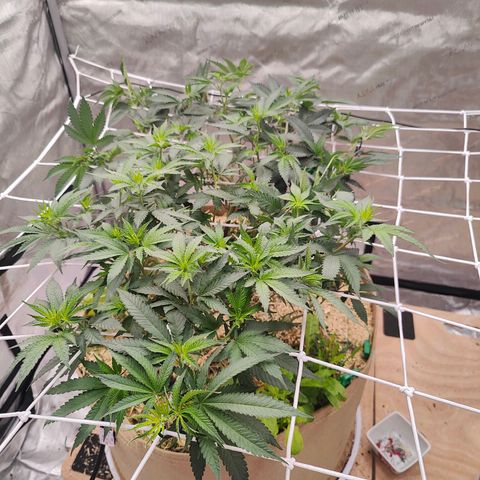 Wonkaberries  growlog timeline photo