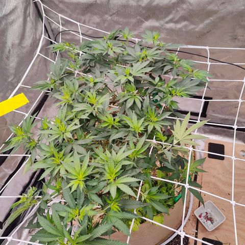 Wonkaberries  growlog timeline photo