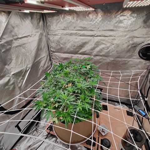 Wonkaberries  growlog timeline photo