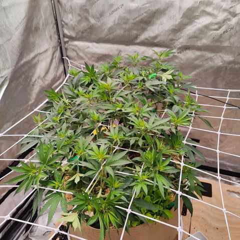 Wonkaberries  growlog timeline photo
