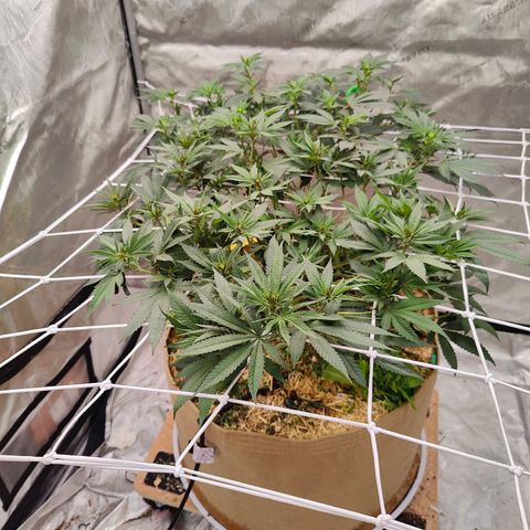 Wonkaberries  growlog timeline photo