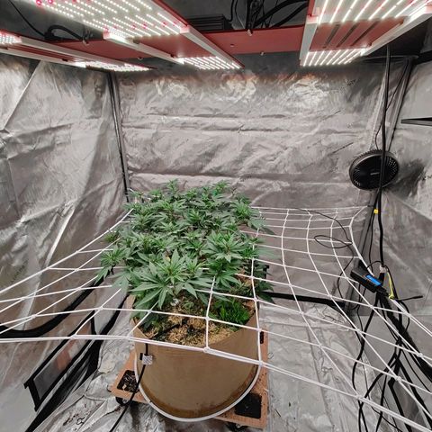 Wonkaberries  growlog timeline photo