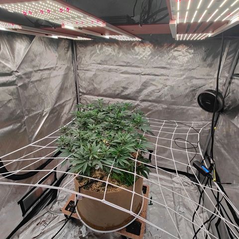 Wonkaberries  growlog timeline photo