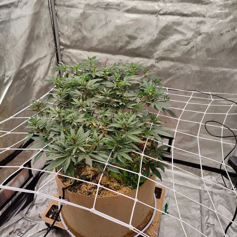 Wonkaberries  growlog timeline photo
